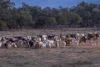 7082 Kamilaroi Highway, Brewarrina, NSW 2839-Image