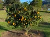 71 Boxsells Lane, Meroo Meadow NSW 2540-Image