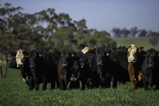 7128 Golden Highway, Merriwa, NSW 2329