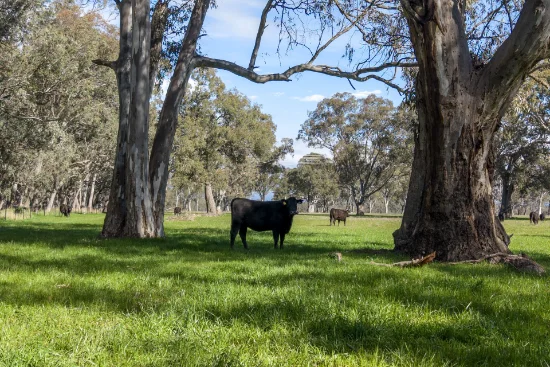 740 Long Lane, Mansfield, Vic 3722