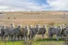 740 Vite Vite-Skipton Road, Vite Vite North, Vic 3325-Image