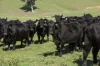 7440 Hume Highway, Jugiong, NSW 2726-Image