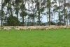 762 Moyne Falls Road, Hawkesdale, Vic 3287-Image
