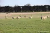 763 Black Bottom Road, Langi Kal Kal, Vic 3352-Image