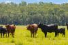 771, Ewingar NSW 2469-Image