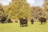 7740 Hume Highway, Kyeamba, NSW 2650-Image
