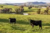 7740 Hume Highway, Kyeamba, NSW 2650-Image