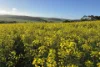 778 Pillaworta Road, Koppio, SA 5607-Image