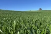 778 Pillaworta Road, Koppio, SA 5607-Image