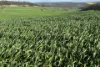 778 Pillaworta Road, Koppio, SA 5607-Image