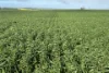 778 Pillaworta Road, Koppio, SA 5607-Image