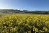 778 Pillaworta Road, Koppio, SA 5607-Image