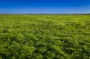 7856 Carinda Road, Gungalman, NSW 2829-Image