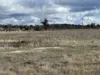 79 Nine Mile Road, Dundee, NSW 2370-Image
