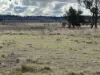 79 Nine Mile Road, Dundee, NSW 2370-Image