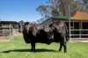 7963 Mitchell Highway, Bakers Swamp, NSW 2820-Image