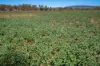 7963 Mitchell Highway, Bakers Swamp, NSW 2820-Image