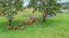 80 Tooloom Street, Legume NSW 2476-Image