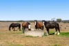 818 Dungannon Road, Clifton, Qld 4361-Image