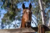 82 Winton-Lurg Road, Winton, Vic 3673-Image