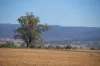 823 Eulourie Road, Bingara, NSW 2404-Image