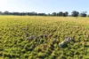 828 Sheep Station Road, Cowra, NSW 2794-Image