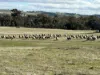 83 Yass Valley Way, Yass, NSW 2582