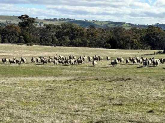 83 Yass Valley Way, Yass, NSW 2582