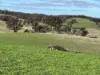 83 Yass Valley Way, Yass, NSW 2582-Image