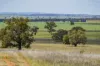 869 Newell Highway, Narrandera, NSW 2700-Image