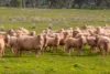 9091 Mitchell Highway, Wellington, NSW 2820-Image