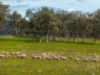 9091 Mitchell Highway, Wellington, NSW 2820-Image