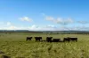 91 Gill Road, Walcha, NSW 2354-Image