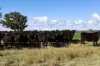 91 Gill Road, Walcha, NSW 2354-Image