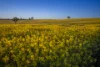 91 Kenny's Lane, Lyndhurst, NSW 2350-Image
