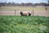 916 Emmaville Road, Glen Innes, NSW 2370-Image