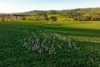 922 Westbrook Road, Oberne Creek, NSW 2650-Image