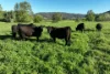 95 Jingellic Road, Jingellic, NSW 2642-Image