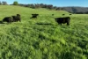 95 Jingellic Road, Jingellic, NSW 2642-Image