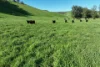 95 Jingellic Road, Jingellic, NSW 2642-Image