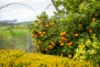 96 Germans Road, Cudgewa, Vic 3705-Image