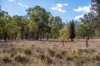 974 Hermitage Emuvale Road, Yangan, Qld 4371-Image