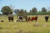 99, Carmichaels Road, Mulwala, NSW 2647-Image