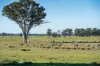 99, Carmichaels Road, Mulwala, NSW 2647-Image