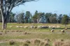 99, Carmichaels Road, Mulwala, NSW 2647-Image