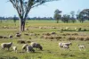 99, Carmichaels Road, Mulwala, NSW 2647-Image