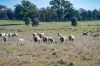 99, Carmichaels Road, Mulwala, NSW 2647-Image