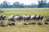 99, Carmichaels Road, Mulwala, NSW 2647-Image