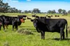 99, Carmichaels Road, Mulwala, NSW 2647-Image