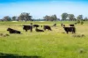 99, Carmichaels Road, Mulwala, NSW 2647-Image